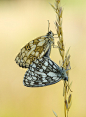 【美图分享】Bep van Pelt-Verkuil的作品《Mating Marbled White》 #500px#