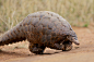 Ground Pangolin (Manis temminckii), Madikwe Game Reserve, South Africa.
Also known as the Scaly Anteater, it actually walks on its hind feet. It uses its front feet for balance. It is a very rare sight to see since it is primarily nocturnal. They are hun