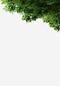 绿色树木树叶角度 _小素材   _【素材】花丨叶丨树丨绿植丨花鸟鱼虫丨生态丨植物_T2020422
