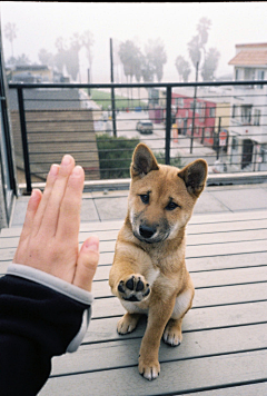 狐狸猫A采集到萌物