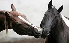 相亲相爱的动物壁纸桌面壁纸4