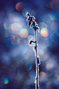 Bokeh : Photo series wrapped around the theme of bokeh - one of my most photographed motif in nature.