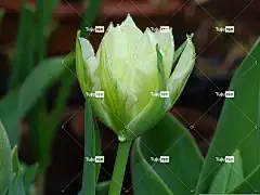 郁金香 花 开花 切花 美丽的花朵 春天 露珠 自然 花壁纸
