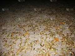 夜晚,秋天,叶子,灰度图像,平视角,石材,沥青,地板,街道,人行道