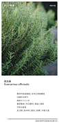 迷迭香'植物卡片