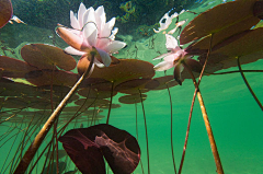 菊花来两斤采集到场景