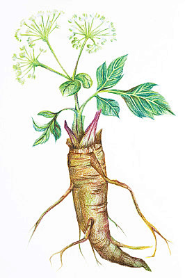 白芷中药插画