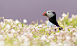 Photograph pastel puffin by Mark Bridger on 500px
