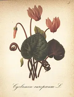 一本1879-1884年出版的书籍《阿尔卑斯山植物》中的植物插画图鉴。 ​​​​