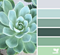 succulent tones | design seeds