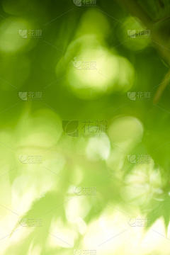 呆呆的鱼头采集到艺术背景