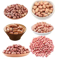 免抠花生  - 源文件下载【酷图网】抠完花生,抠好花生,免抠花生,花生挂图,香酥花生米,麻辣花生,黑花生,花生挂画,花生包装袋,买花生,花生单页,花生豆,裹衣下酒菜,设计,花生背景,酒鬼花生,采摘花生,花生粗粮,长生果,集市,花生熟了,花生粒,食物原料,黑衣花生,花生灯箱,龙岩花生,农家花生,花生海报,天然生长,小吃零食,花生批发