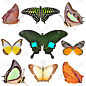 蝴蝶,自然,美,绿色,无人,蓝色,白色背景,背景分离,方形画幅,动物群