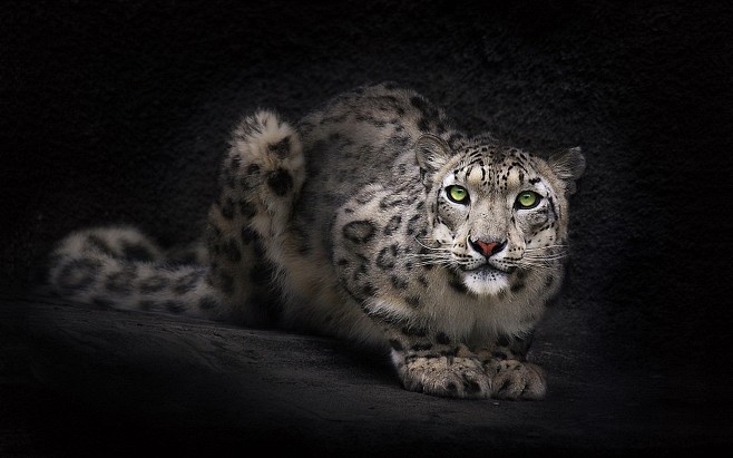 动物雪豹 - 壁纸（#2743021）/...