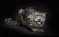 动物雪豹 - 壁纸（#2743021）/ Wallbase.cc