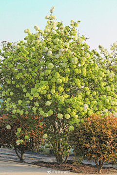 beor7_咖啡屋采集到植物单体