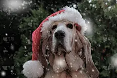 巴吉度猎犬戴着狗圣诞帽，在雪中II。