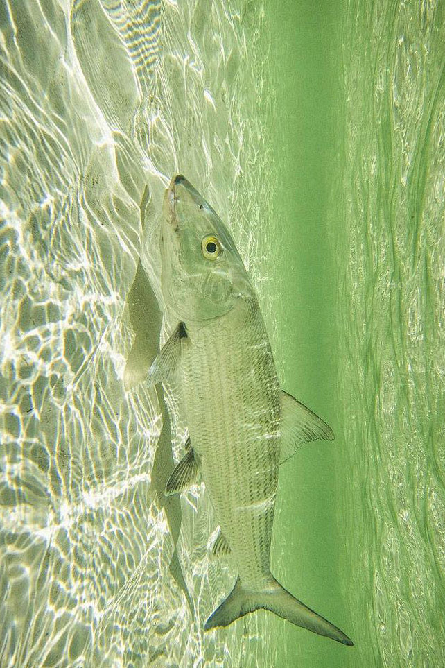 海鲢目北梭鱼科北梭鱼