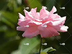 粉红玫瑰 花壁纸 玫瑰 粉红色的花 花 粉红色的绽放 盛开