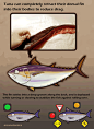 Rod & Barrel • These are fins from a 500lb Bluefin Tuna.  Tuna...