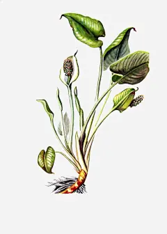 手绘大叶植物高清素材 大叶 手绘 植物 颓废色彩 免抠png 设计图片 免费下载