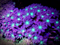 Clove polyps     Congratulations to MasterMind9 for being selected for our August Reef Profile! MasterMind9s stunning 37 gallon shallow nano reef aquarium hails from Bangkok Thailand, housing an incredible array of LPS coral and fish. Below is...