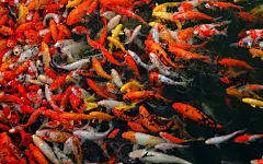 富贵鲤鱼写真24寸宽屏高清桌面壁纸下载桌面壁纸3