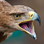 Photograph Angry golden eagle by Jonatan Hernández Sánchez on 500px