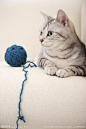 玩毛线的宠物猫