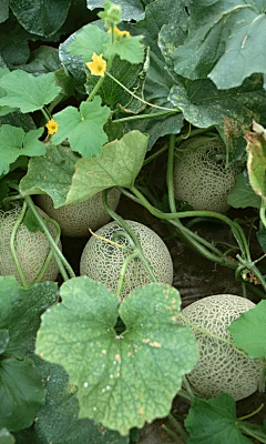 筱雨吖采集到摄影-【美食】