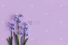 温柔的风信子花在柔和的紫罗兰背景。妇女节贺卡。
