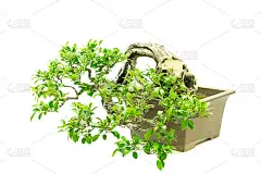 白色背景上的绿色盆栽艺术