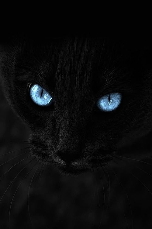 猫眼看世界~