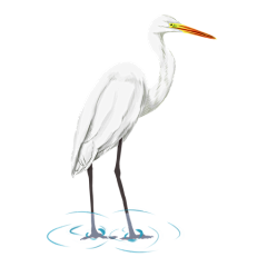 用户aiixg4pQ采集到插画