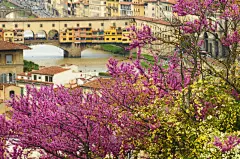 春天,意大利,都市风景,佛罗伦萨,维基奥桥,亚诺河,judas,米开朗基罗广场,花,树