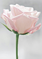 white rose