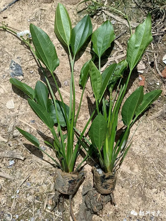 泽泻（慈菇）-花瓣网