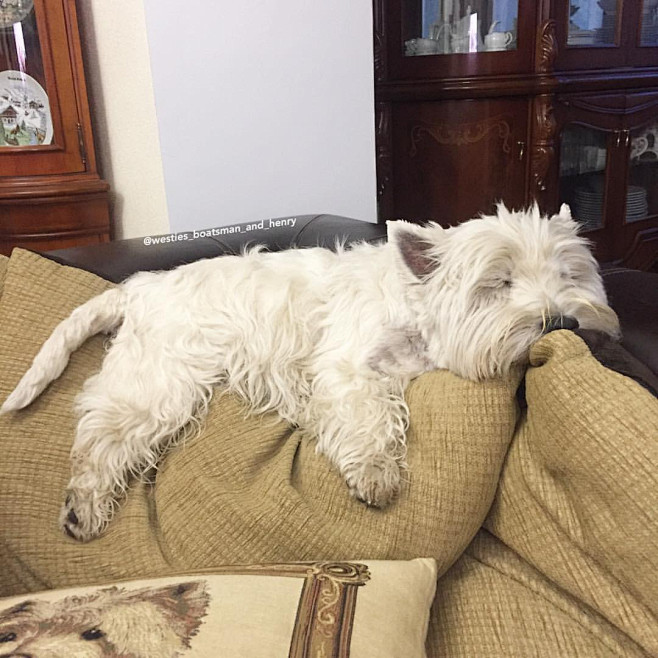 狗狗
