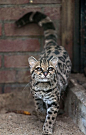 Margay cat, very rare, often confused with ocelot.  ---this is the only cat whose hind legs rotate 180 degrees, allowing them to run headfirst down trees.- whoa that''s crazy!: 