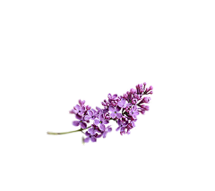 MonPissenlit采集到花
