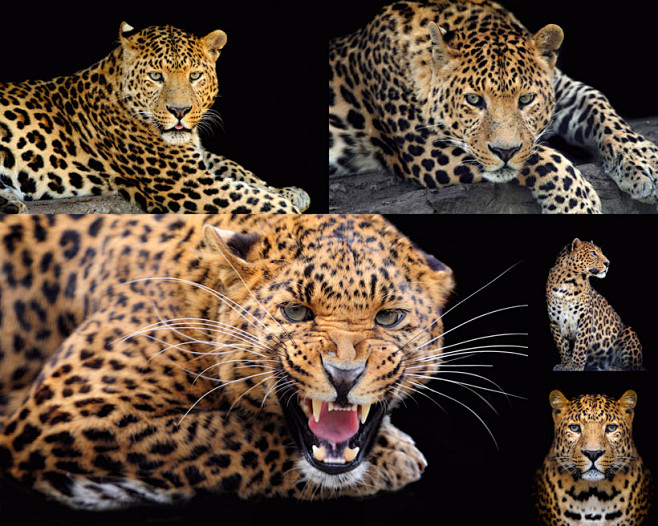 豹子动物拍摄摄影高清图片