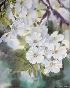 水彩---樱花-梨花-桃花-海棠花、梅花 - 高清图片，堆糖，美图壁纸兴趣社区