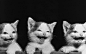 animals cats kittens wallpaper (#350438) / Wallbase.cc