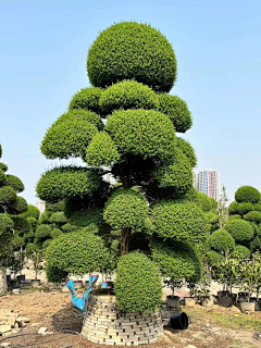 xdnnnn采集到植物立面素材