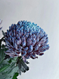 带你每天认识一种花材202｜蓝紫吸色牡丹菊