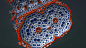 Fractal renders RoddH and Fractal Lab (by Tom Beddard)