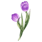 手绘水彩紫色郁金香植物花卉元素