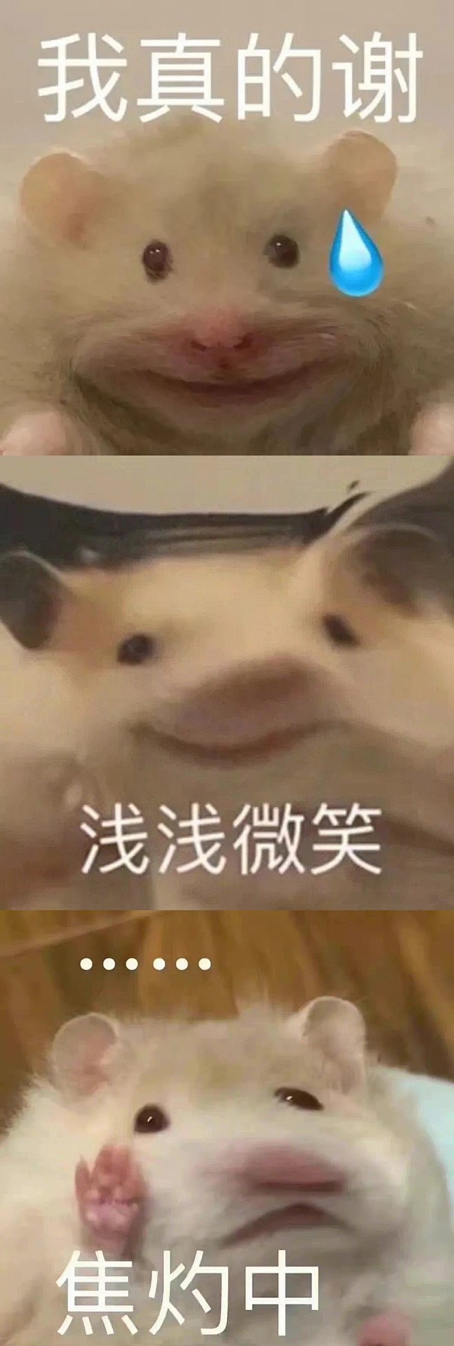 鼠鼠表情包