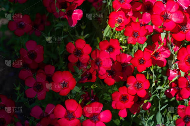 红麻、红麻和覆盆子,色泽艳丽.它原产于阿尔及利亚的L. grandiflorum，生长于多种颜色，如