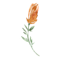 水彩手绘花卉PNG免抠图